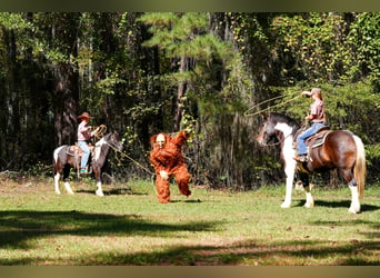 Shetland, Castrone, 4 Anni, Pezzato