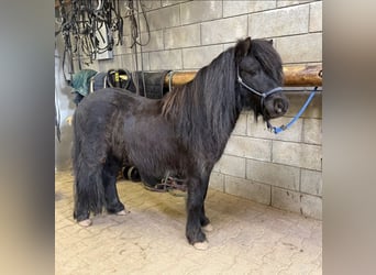 Shetland, Castrone, 5 Anni, 100 cm, Morello