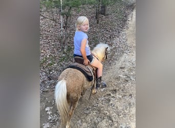 Shetland, Castrone, 5 Anni, 94 cm, Palomino