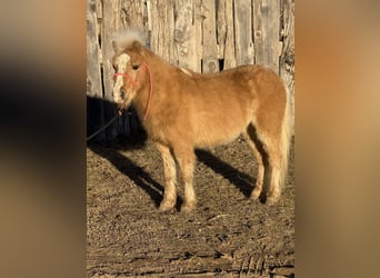 Shetland, Castrone, 5 Anni, 94 cm, Palomino