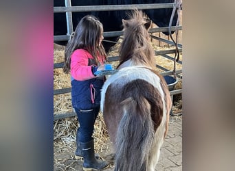 Shetland, Castrone, 6 Anni, 103 cm, Pezzato