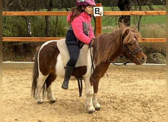 Shetland, Castrone, 6 Anni, 103 cm, Pezzato