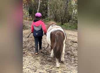 Shetland, Castrone, 6 Anni, 103 cm, Pezzato