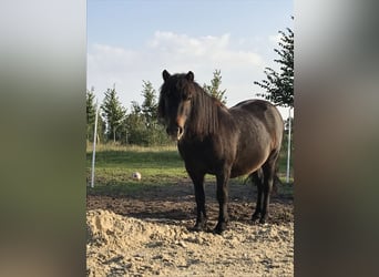 Shetland, Castrone, 6 Anni, 110 cm, Baio scuro