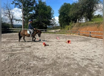Shetland Mix, Castrone, 6 Anni, 95 cm, Baio scuro