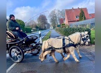 Shetland, Castrone, 6 Anni, 95 cm, Palomino
