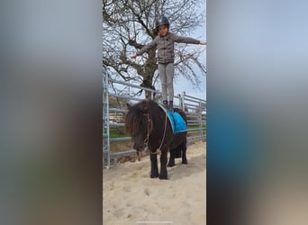 Shetland, Castrone, 7 Anni, 105 cm, Morello