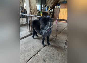 Shetland, Castrone, 7 Anni, 85 cm, Morello