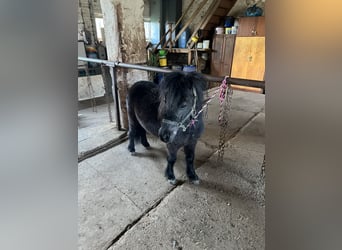 Shetland, Castrone, 7 Anni, 85 cm, Morello