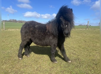 Shetland, Castrone, 7 Anni, 85 cm, Morello