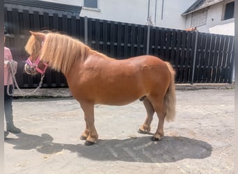 Shetland, Castrone, 8 Anni, 100 cm, Sauro