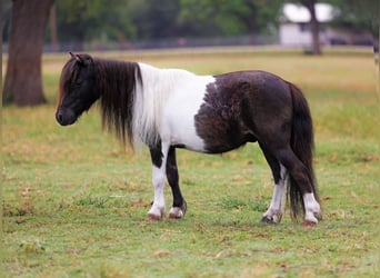 Shetland, Castrone, 8 Anni, 89 cm, Pezzato