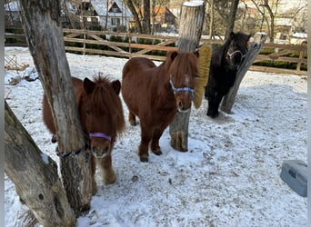 Shetland, Castrone, 9 Anni, 90 cm, Sauro