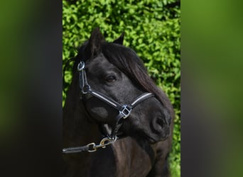 Shetland, Giumenta, 10 Anni, 105 cm, Morello