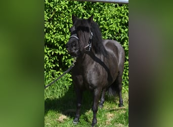 Shetland, Giumenta, 10 Anni, 105 cm, Morello