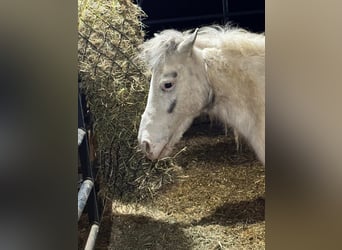 Shetland, Giumenta, 10 Anni, 142 cm, Grigio