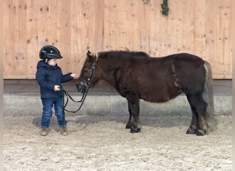 Shetland, Giumenta, 10 Anni, 80 cm, Sauro scuro