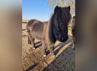 Shetland, Giumenta, 11 Anni, 105 cm, Morello