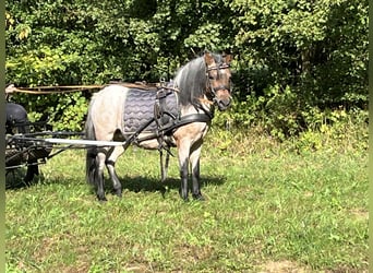 Shetland, Giumenta, 11 Anni, 110 cm, Grigio rossastro