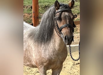 Shetland, Giumenta, 11 Anni, 110 cm, Grigio rossastro