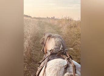 Shetland, Giumenta, 11 Anni, 110 cm, Grigio rossastro