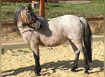 Shetland, Giumenta, 11 Anni, 110 cm, Grigio rossastro