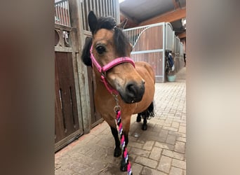 Shetland, Giumenta, 11 Anni, 88 cm, Baio