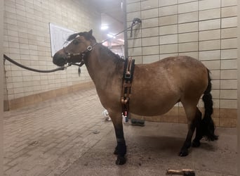 Shetland, Giumenta, 11 Anni, 88 cm, Baio