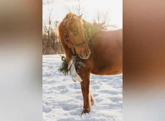 Shetland, Giumenta, 13 Anni, 122 cm, Sauro scuro