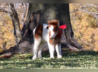 Shetland, Giumenta, 13 Anni, 94 cm, Pezzato