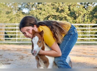 Shetland, Giumenta, 13 Anni, 94 cm, Pezzato