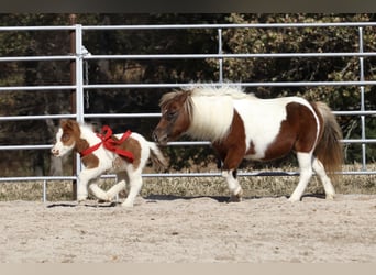 Shetland, Giumenta, 13 Anni, 94 cm, Pezzato