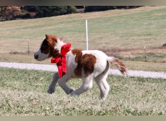 Shetland, Giumenta, 13 Anni, 94 cm, Pezzato
