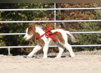 Shetland, Giumenta, 13 Anni, 94 cm, Pezzato