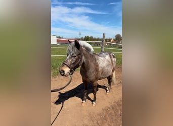 Shetland Mix, Giumenta, 14 Anni, 113 cm