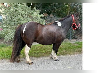 Shetland, Giumenta, 14 Anni, 92 cm, Pezzato