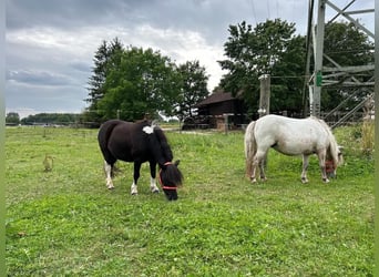 Shetland, Giumenta, 14 Anni, 92 cm, Pezzato