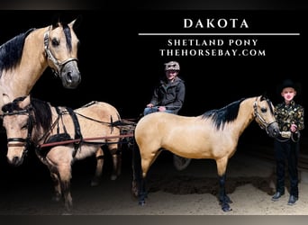 Shetland, Giumenta, 14 Anni, Pelle di daino