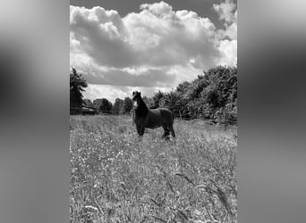 Shetland Mix, Giumenta, 15 Anni, 106 cm, Baio scuro