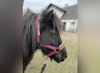Shetland, Giumenta, 16 Anni, 110 cm, Morello
