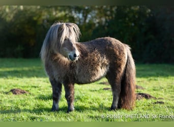 Shetland, Giumenta, 16 Anni, 95 cm, Sauro scuro