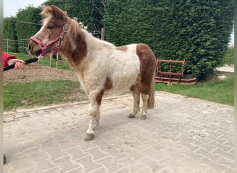 Shetland, Giumenta, 18 Anni, 100 cm, Pezzato