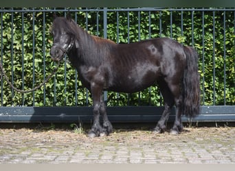 Shetland, Giumenta, 18 Anni, 101 cm, Morello