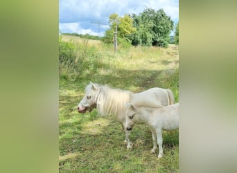 Shetland, Giumenta, 18 Anni, Cremello