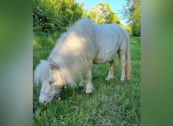 Shetland, Giumenta, 18 Anni, Cremello