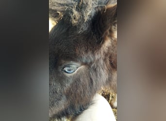 Shetland, Giumenta, 1 Anno, 100 cm, Tobiano-tutti i colori