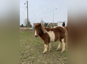 Shetland, Giumenta, 1 Anno, 70 cm, Tobiano-tutti i colori