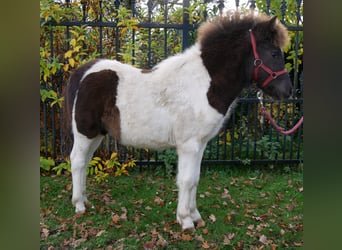 Shetland, Giumenta, 1 Anno, 95 cm