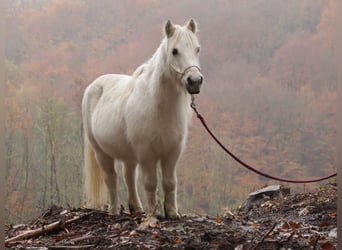 Shetland Mix, Giumenta, 20 Anni, 128 cm, Morello