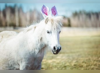 Shetland, Giumenta, 26 Anni, 106 cm, Grigio